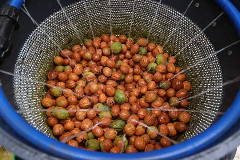 Antalya Büyükşehir’den Ceviz Üreticilerine Makine Desteği