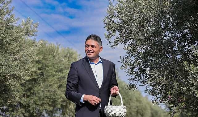 aliagada zeytinin bereketi 4 zeytin hasat senliginde kutlandi