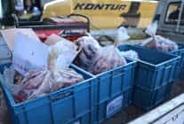 antalya otogarinda 270 kilo uygunsuz tasinan et bulundu