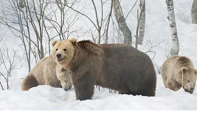 boz ayinin kisi 7 aralik pazar 20 00de national geographic wild ekranlarinda