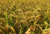 Ekim Ayında Pirinç İthalatı 13 Kat Arttı