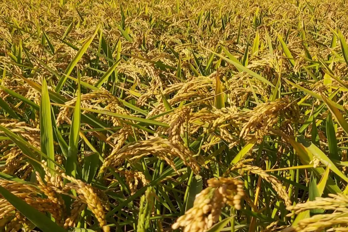 Ekim Ayında Pirinç İthalatı 13 Kat Arttı