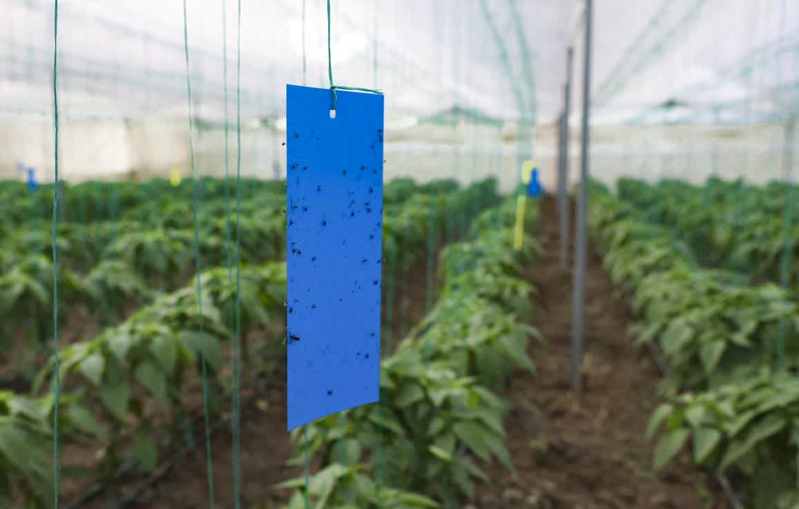 Büyükşehir’den Üreticilere Sera İpi ve Yapışkanlı Tuzak Desteği