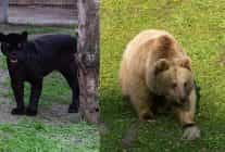 juliet ve yumuk da artik izmirli oldu