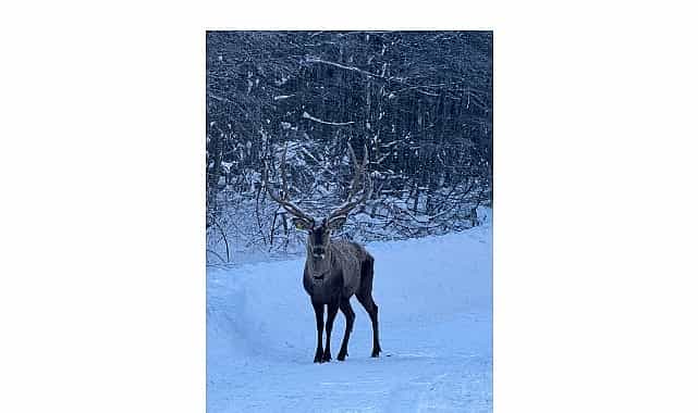 karla kapli kuzuyaylada kizil geyik goruntulendi