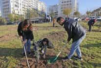 karsiyakada zeytin fidanlari toprakla bulustu