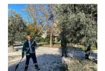 milas belediyesi park ve yesil alanlarda zeytin hasadina devam ediyor