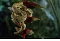 karanlik cokunce ozel 4 ocak pazar 20 00de national geographic wild ekranlarinda