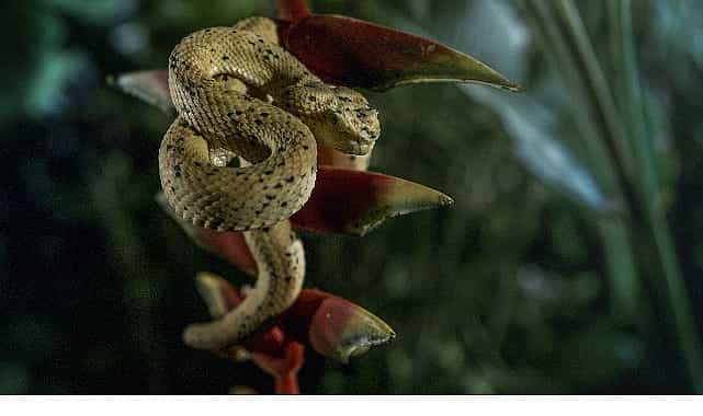 karanlik cokunce ozel 4 ocak pazar 20 00de national geographic wild ekranlarinda