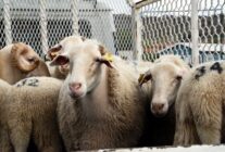 1 Aliagada Ureticiye Destek Suruyor Hibeli Koyun ve Koclar Teslim Ediliyor