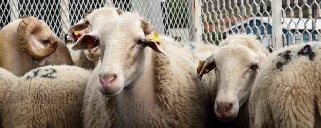 1 Aliagada Ureticiye Destek Suruyor Hibeli Koyun ve Koclar Teslim Ediliyor