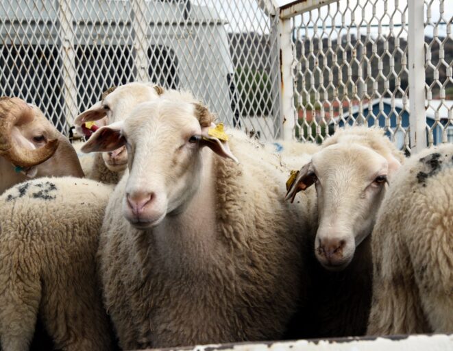 1 Aliagada Ureticiye Destek Suruyor Hibeli Koyun ve Koclar Teslim Ediliyor