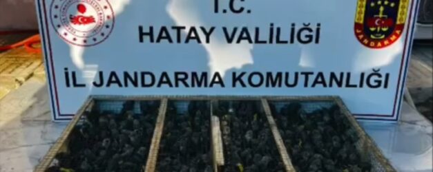 TRAKTORUN ROMORKUNDA 2 BIN 114 SAKA ELE 1467469 436604